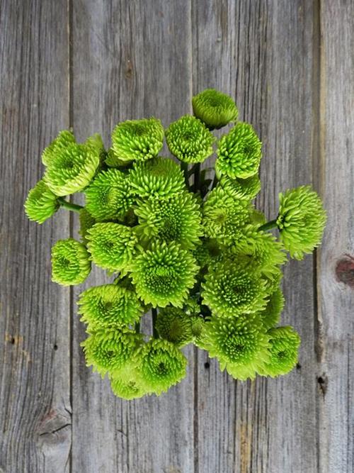 BUTTON  GREEN POMPONS